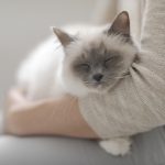 10 Conseils pour Rendre Votre Chat Amoureux de Vous