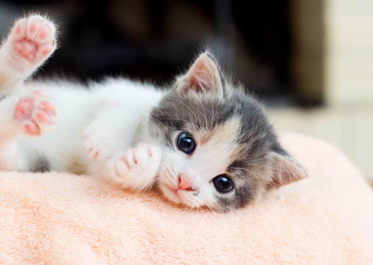 Adopter un chaton : comment se passe l’adoption d’un chat, chaton, chat non sevré?