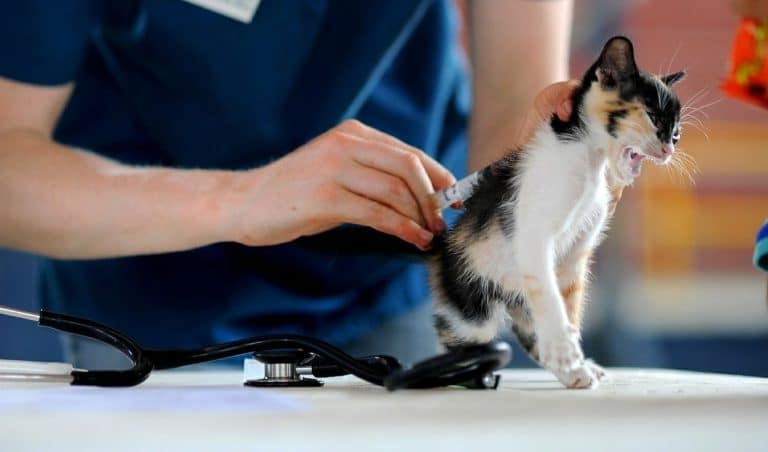 Ce que vous devez savoir sur les infections par le ténia chez les chats