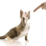 Comment apprendre à votre chat à obéir : conseils pour l’éducation de votre félin.