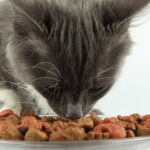 Comment bien nourrir votre chat avec des croquettes : conseils nutritionnels et avantages