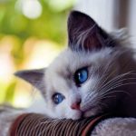 Comment comprendre et aider un chat triste ?