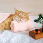 Comment Garder Votre Chat en Bonne Santé : Conseils d’un Vétérinaire Experte