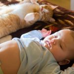 Comment protéger bébé et le chaton lors de leur présentation ?