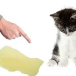 Comment résoudre le problème d'urine de chat ?