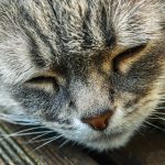Comprendre le comportement des chats âgés : problèmes et traitements
