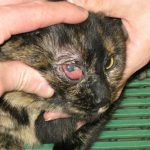 Comprendre les symptômes et traitements du FVR et du FHV-1 chez le chat