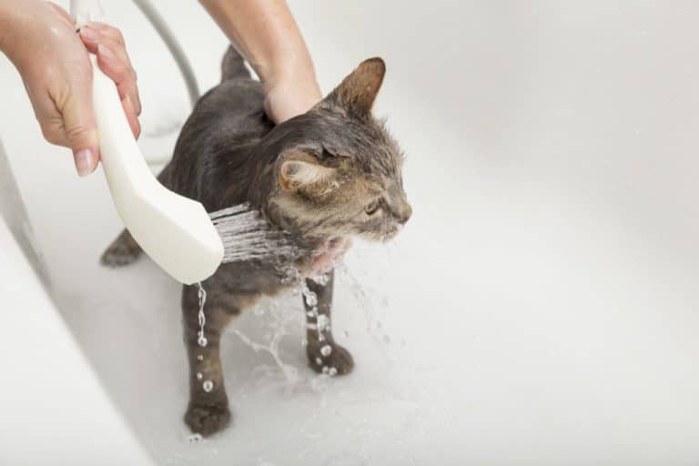 Conseils pour laver votre chat ou votre chaton