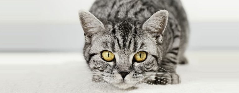 Déshydratation du chat : symptômes, causes et traitements