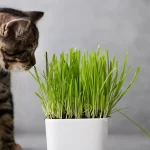 Les bienfaits de l'herbe à chat pour votre animal de compagnie