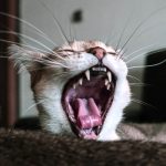 Les Problèmes Dentaires Chez les Chats : Tout ce que Vous Devez Savoir