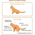 Les symptômes et traitements des infections urinaires chez le chat