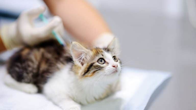 Les vaccins que votre chat devrait avoir