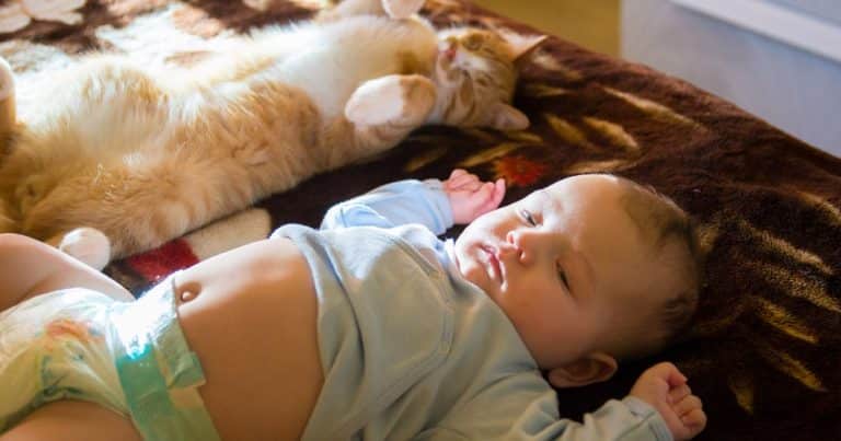 Présentation du chat au bébé : assurer la sécurité de bébé et protéger le chaton