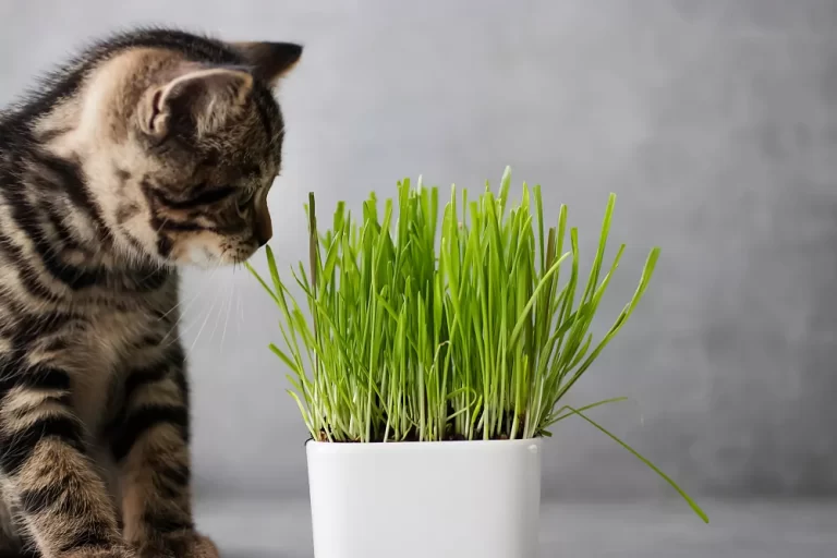 Quels sont les bienfaits de l'herbe à chat ?