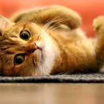 Quels sont les symptômes de l'hyperesthésie chez le chat ?