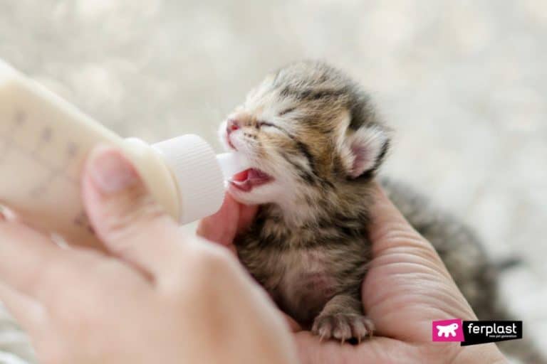 Sevrage d'un chaton du lait maternel à la nourriture solide