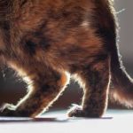 Soulager la Douleur de l'Arthrite du Chat : Traitements et Types