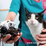 Charity Mews: Chat noué sauvé par PDSA