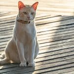 Chats asiatiques – Images, caractéristiques et comment prendre soin de ces chats