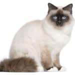 Tout ce qu'il faut savoir sur le chat Burmese : caractéristiques, images et informations.
