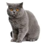Chat British shorthair - Informations, images, caractéristiques de cette race de chats