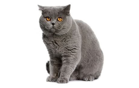 Chat British shorthair - Informations, images, caractéristiques de cette race de chats