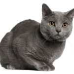Chat Chartreux – Informations, images, caractéristiques de cette race de chat