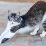Chat chypriote - Images, caractéristiques de cette belle race de chats