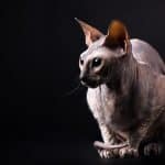 Chat Donskoy – Images, caractéristiques de cette grande race de chats
