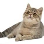 Chats exotiques – Informations, images, caractéristiques de cette race de chats