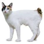 Chat Bobtail japonais - Informations, images, caractéristiques et comment prendre soin de cette race de chats
