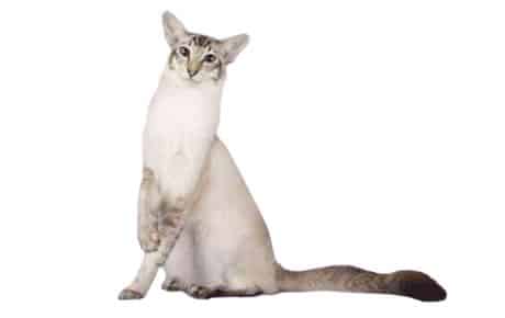 Chat javanais – Informations, images, caractéristiques de cette curieuse race de chats