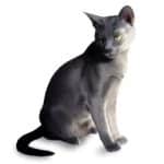 Korat Cat – Informations, images, caractéristiques de cette race de félins