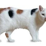 Manx Cat – Informations, images, caractéristiques de cette incroyable race de chats
