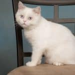 Chat mixte Napoléon – Images et comment prendre soin de cette race de chats