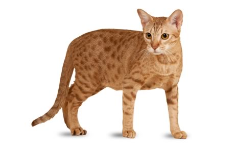 Chat Ocicat – Informations, images et comment prendre soin de cette race de chats