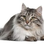 Chat sibérien – Cette race de chats vous enchantera sûrement pour sa fourrure et ses caractéristiques