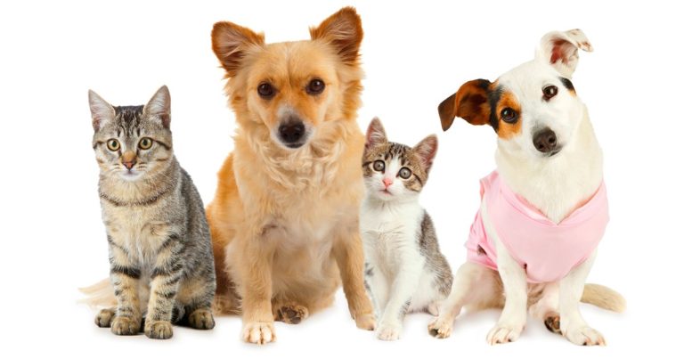 Les 10 noms de chats et de chiens les plus populaires de 2014 – Mes chats et moi
