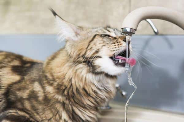 Comment refroidir un chat - 2. Gardez-le bien hydraté