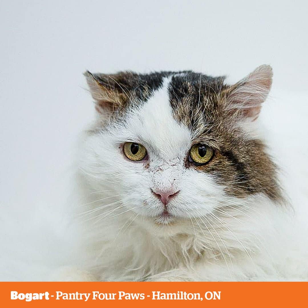 Les finalistes sont là ! Votez pour votre meilleur chat de refuge en tant que "Gagnant du grand prix" du concours "Raise the Loser" de Petcurean