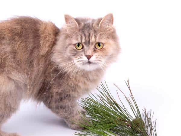 Les odeurs que les chats détestent le plus - Odeur de pin