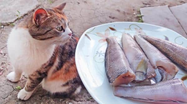 Les odeurs que les chats détestent le plus - Mauvais poisson