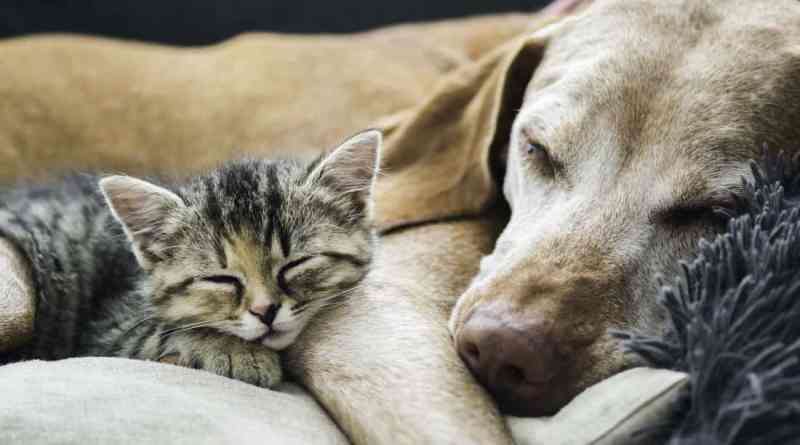 Comment aider votre chat et votre chien à vivre en harmonie