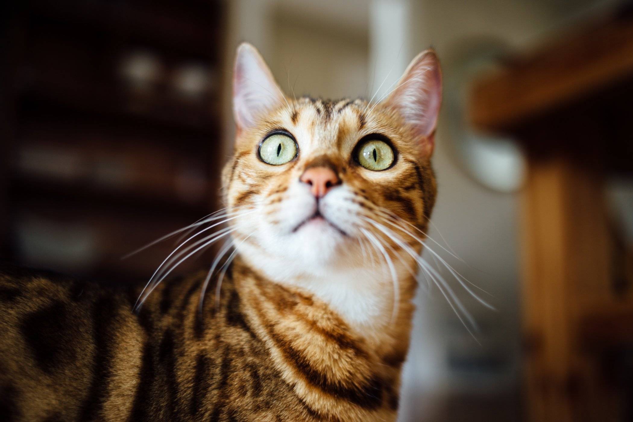 Les causes des éternuements et de l'écoulement nasal chez les chats et les solutions !