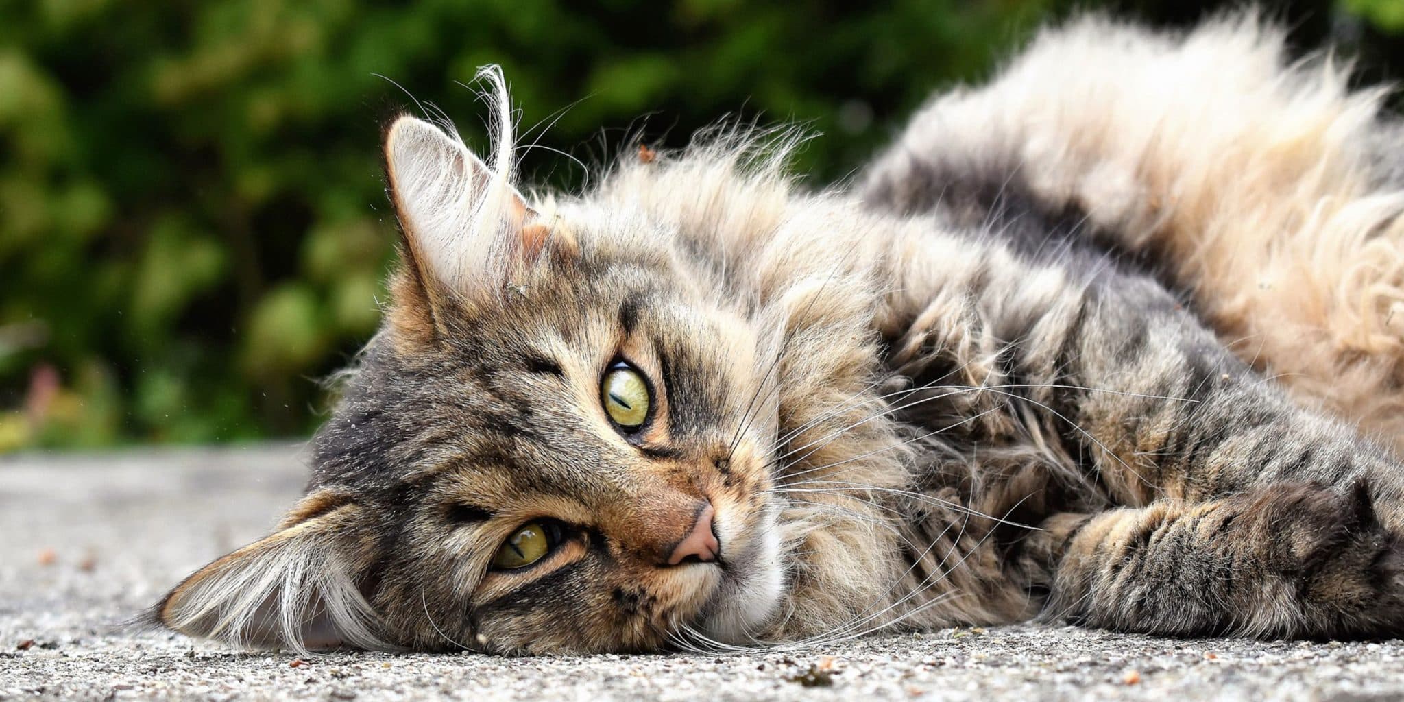 Science in Focus : Reconnaissance des émotions chez les chats