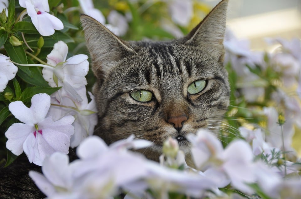 Animaux de compagnie et pollen : comment aider à protéger votre animal contre les allergies