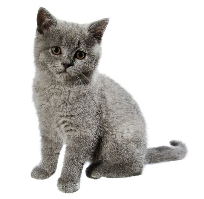 Chats et chatons British shorthair