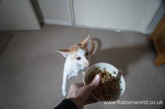 Oliver & Renegade Cat Food 0013