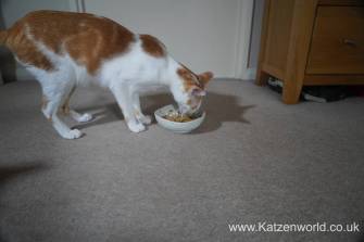 Oliver & Renegade Cat Food 0017